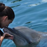 A sweet dolphin kiss