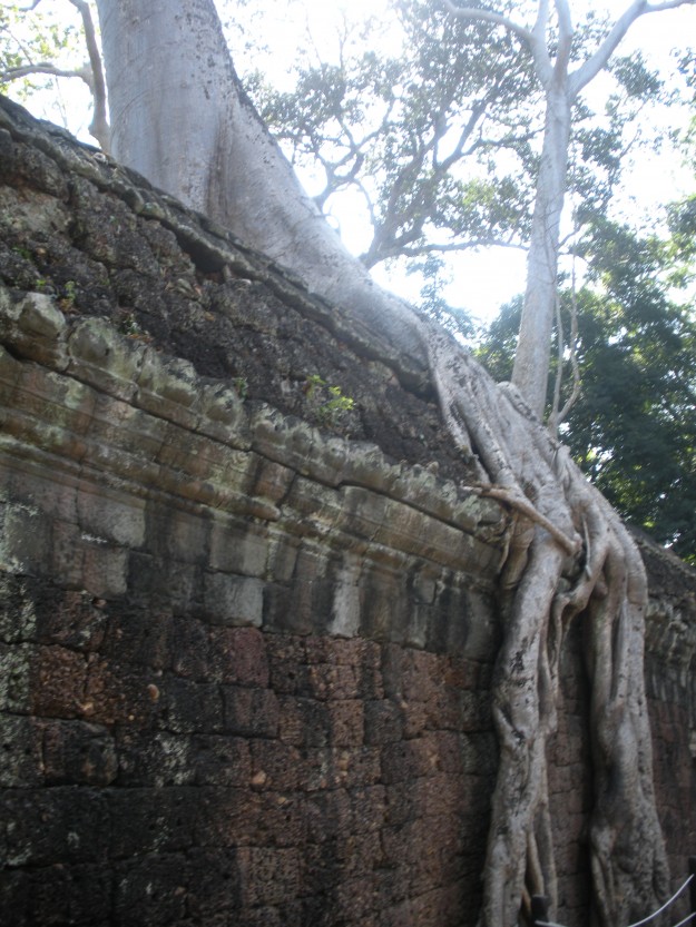 Angkor Wat Tomb Raider 1 Tree branches creeping over the ledge of a wall.