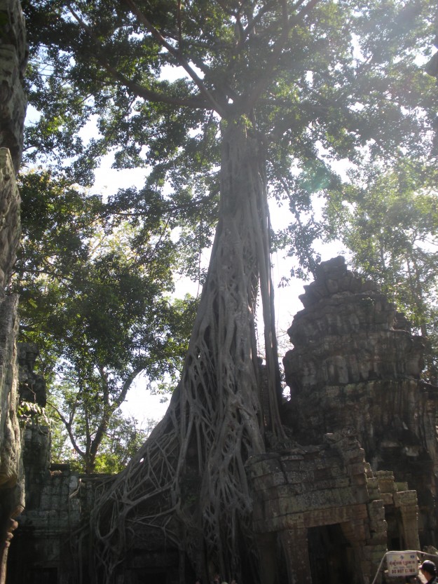 Angkor Wat Tomb Raider 2 A tangle of roots.