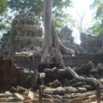 These roots look like an alien hand stretching over the wall to me. Scary roots!