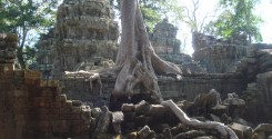 These roots look like an alien hand stretching over the wall to me. Scary roots!