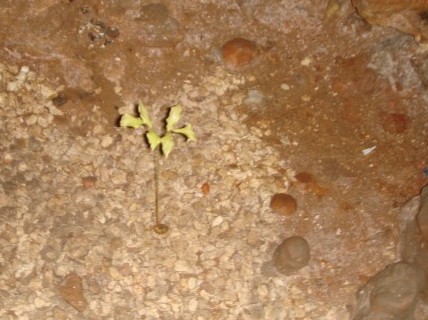 aluxplant A plant growing in the middle of the cave. Our guide said no one at the restaurant can figure out how it's growing with no sunlight.