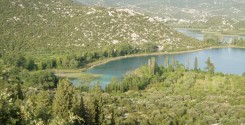 bacinalakes_trees