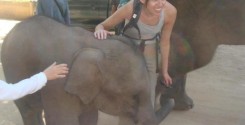 Should you go on elephant rides in Thailand: All elephants should come into this world with the chance to have a long and happy life.