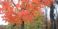 I miss Fall. Why can't San Diego have scenery like this?