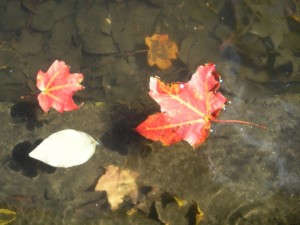 I miss fall and pretty fallen leaves.