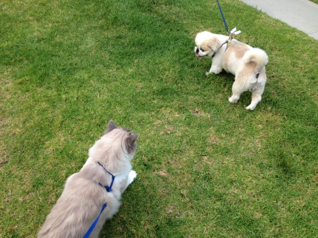 RooneyDog Walking a Cat: Rooney trying to make a new friend.