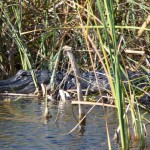 Everglades Alligators - you don't want to mess with them.