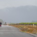 Marlborough Wineries: The scenery surrounding the wineries and bike route is stunning - mountains in the distance framing vibrant green vineyards.