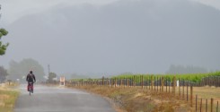 Marlborough Wineries: The scenery surrounding the wineries and bike route is stunning - mountains in the distance framing vibrant green vineyards.