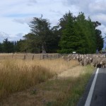 If this was the only road delay we encountered, we would have been quite happy.