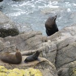 Kekeno Bay Seals: A Seal Family