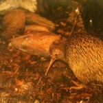 A little Row Kiwi bird. Cameras aren't allowed in the enclosure so this is a picture of a postcard I bought of a 6-month old Rowi Kiwi in his West Coast Wildlife Centre home in New Zealand.