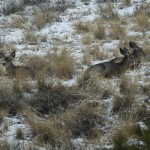 A trio of deer by my Uncle's house in Montana.