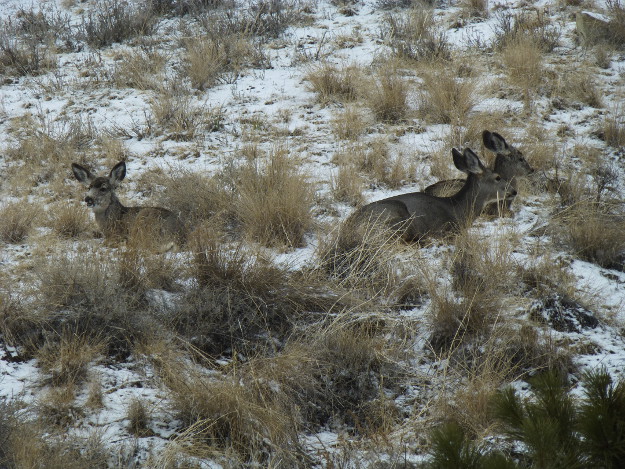 A trio of deer by my Uncle's house in Montana.