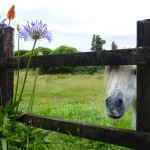 Pony in Haast New Zealand