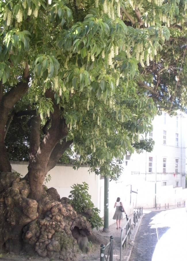 Tree in Lisbon - look at those roots.