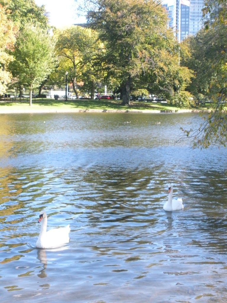 One Day in Boston - Boston Public Garden Swans