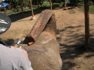 Elephant Eating Elephant Ride in Thailand - Elephant Looking for a Banana