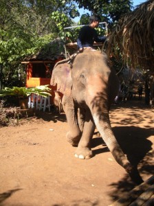 ElephantMain An Elephant's Faithful - Riding an Elephant in Thailand