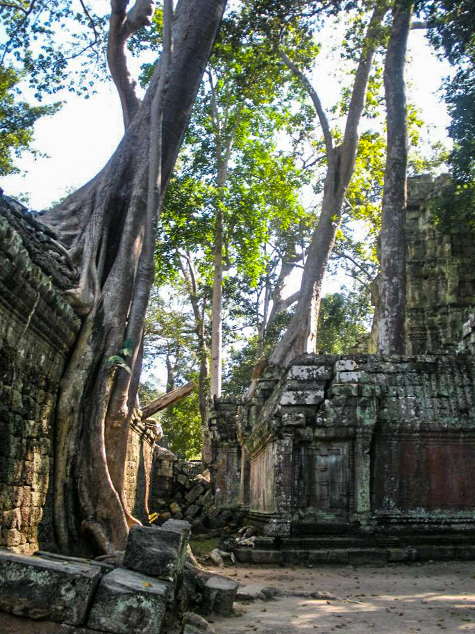 Ta Prohm Tree growing over and down the side of an ancient wall. 