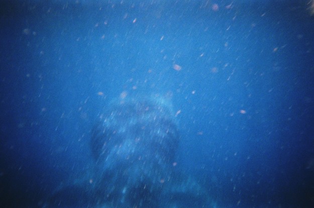 The whale shark swimming away into the depths of the ocean.