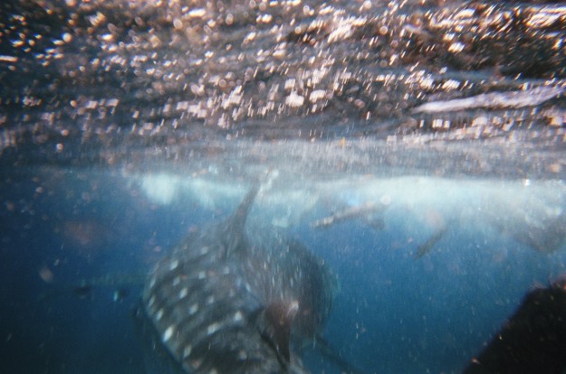 Come back whale shark!