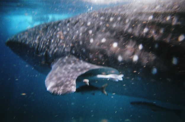 Swimming alongside the whale shark and a few remora fish. 