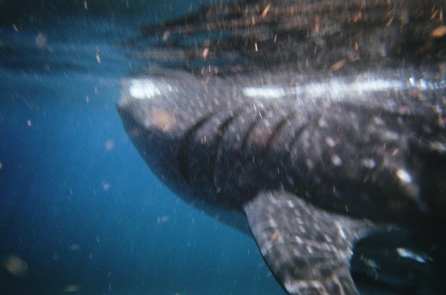 Swimming with Whale Sharks