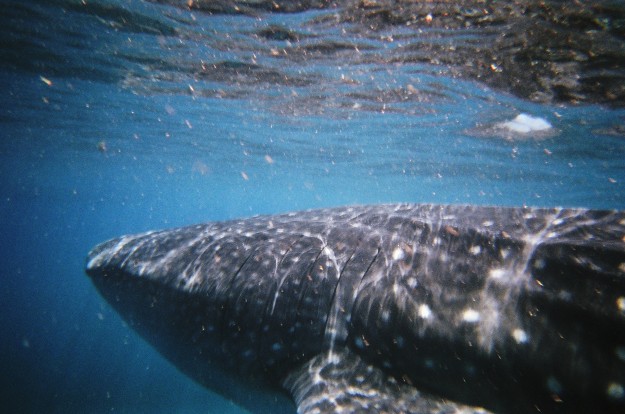 Swimming with Whale Sharks