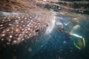 The elusive whale shark - up close and personal - while swimming with whale sharks.