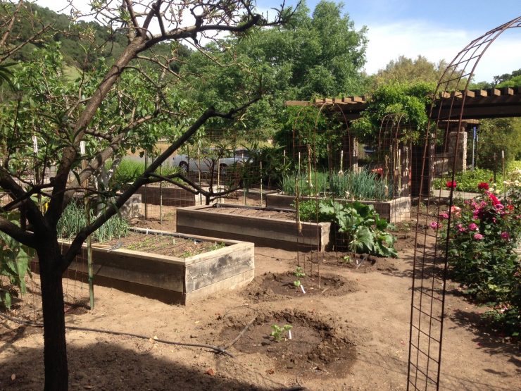 Garden onsite at Robert Sinskey Vineyards in Napa