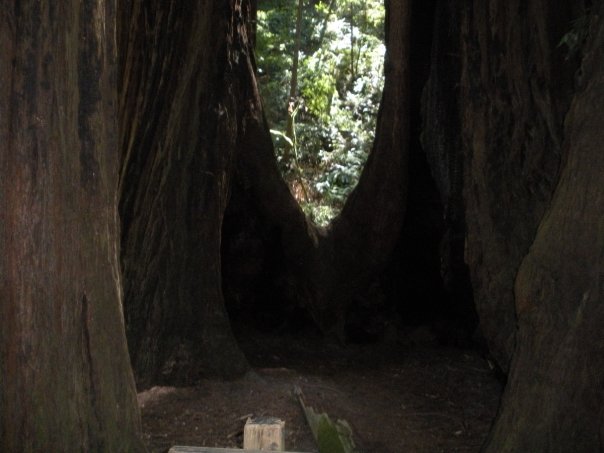 You can probably even live in the trees in Muir Woods. 