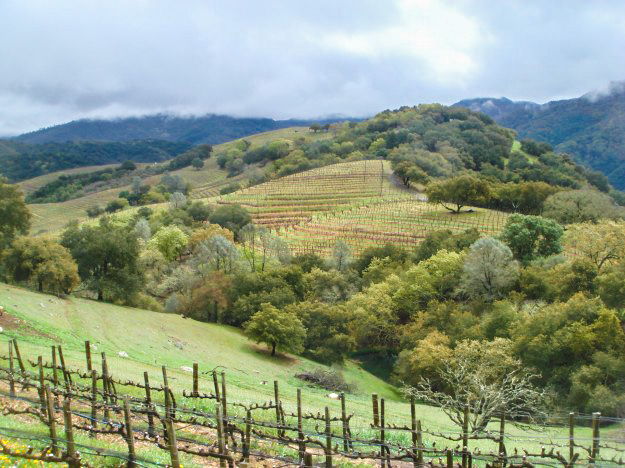 Vineyards of Napa Valley