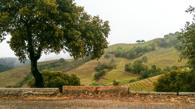 One Day in Napa: Rolling hills of vineyards, world-class wines, and decadent cuisine.