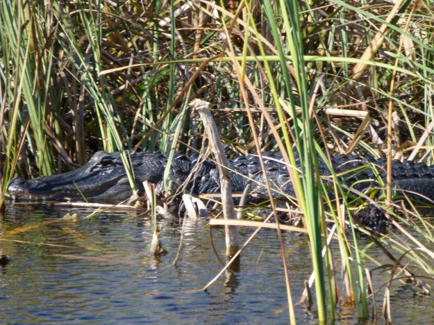 P1000008 Everglades Alligators - you don't want to mess with them.