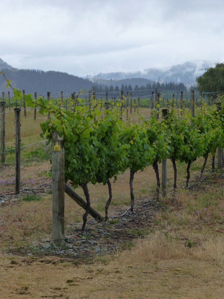 Vineyards surround you on either side for most of the Marlborough Wineries Bike Trail.