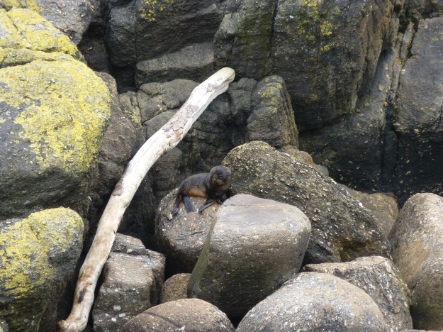 Baby Seals in New Zealand: Baby seal looking all content. 