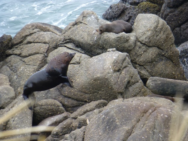 Kekeno Seals: Look at this guy jump! 