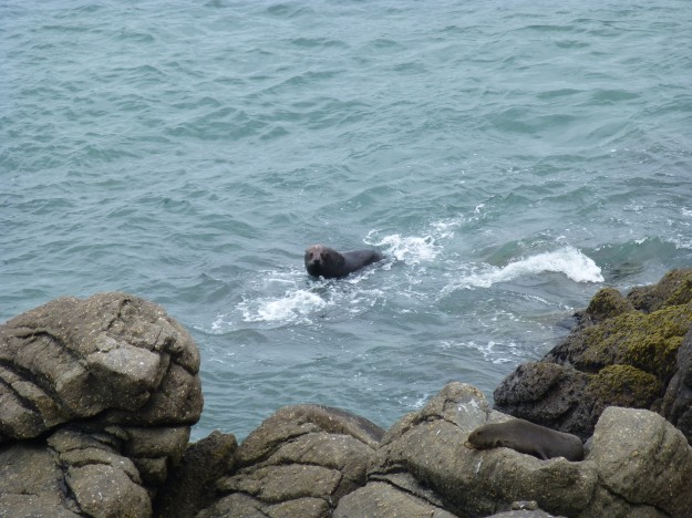 Seals in New Zealand: A seal cooling off in the water. 