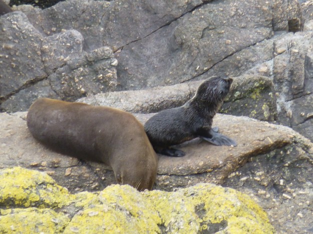 Finding baby seals in New Zealand.