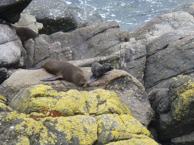 Seals in New Zealand: Baby Kekeno Seal and Mom