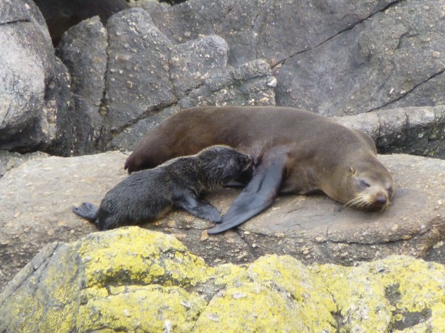 Seals in New Zealand: Baby seal feeding.