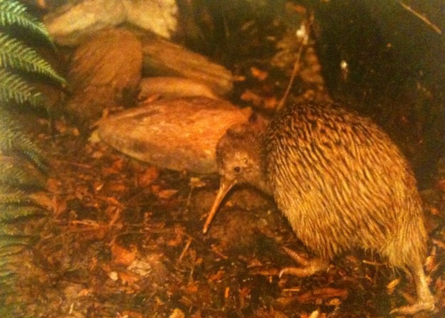 A little Row Kiwi bird. Cameras aren't allowed in the enclosure so this is a picture of a postcard I bought of a 6-month old Rowi Kiwi in his West Coast Wildlife Centre home in New Zealand.