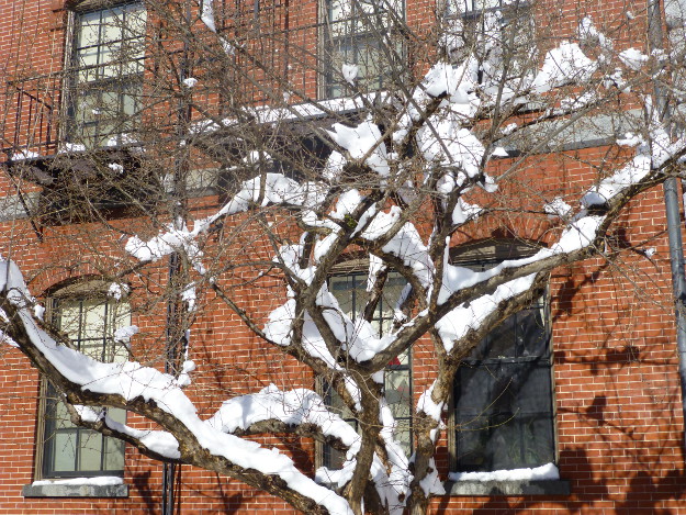 Pictures of a Blizzard, the Aftermath: Snow resting on tree limbs.