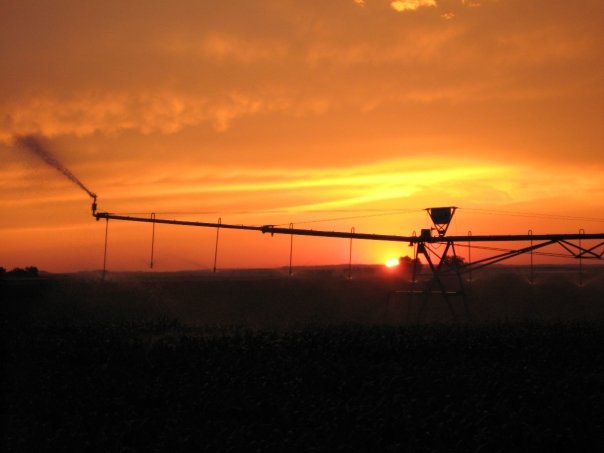 The farm in the summer with a gold, hazy sunset.