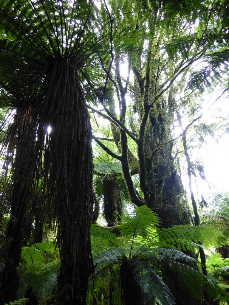 Roaring Billy Falls Walk, New Zealand: Lush trees that look like they belong in a tropical rainforest line the trail.
