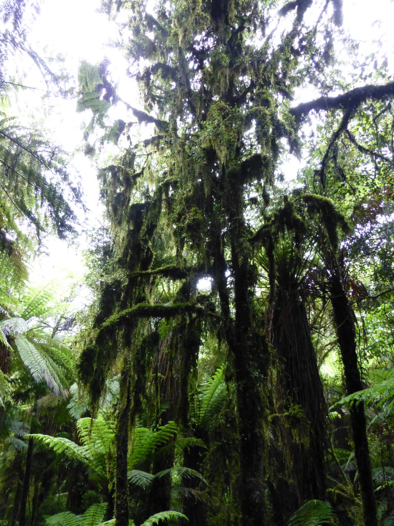 Roaring Billy Falls Walk, New Zealand: The green foliage of the trees is striking against the sky even on rainy, cloudy day.