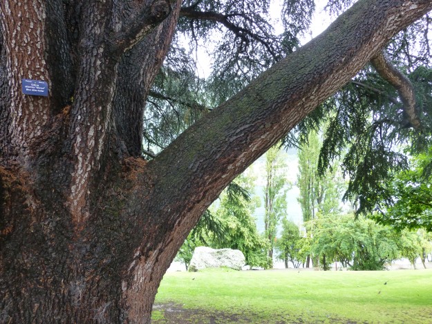 A Blue Atlas Cedar tree in the Queenstown Gardens.