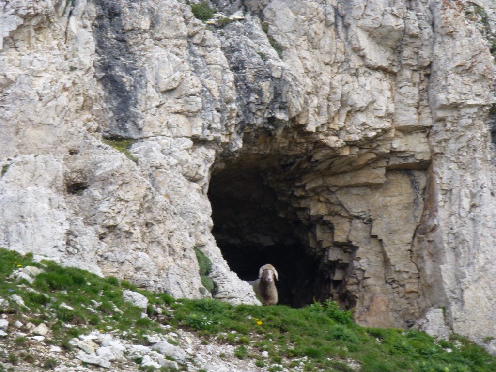 Goat in the Dolomites.